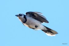 BluejayFlight-301.jpg
