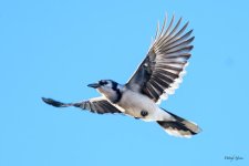 BluejayFlight-302.jpg