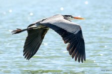 GBHFlight-300.jpg