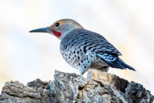Flicker-320.jpg