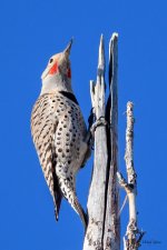 Flicker-321.jpg