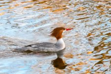 Merganser-300.jpg