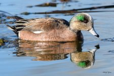 ReflectingDuck-304.jpg