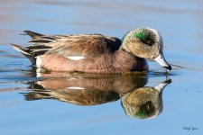 ReflectingDuck-305.jpg
