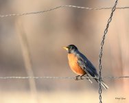 Robin-320.jpg