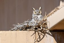 VistaOwl-301.jpg