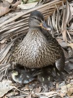 Ducks.jpg