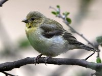 Goldfinch.jpg