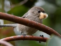 Tit.jpg