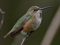 Hummer15.jpg