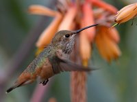 Hummer31.jpg