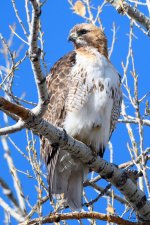 RedTail-331.jpg