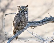 VistaOwl-303.jpg