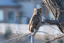 VistaOwl-304.jpg