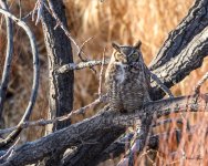 VistaOwl-305.jpg