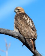 RedTail-334.jpg