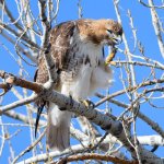 RedTail-330.jpg