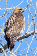 RedTail-332.jpg