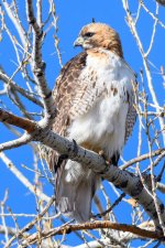 RedTail-333.jpg