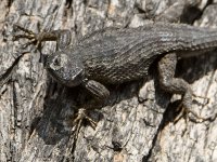 Lizard2.jpg