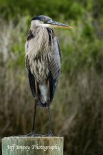 DSC_3108.jpg