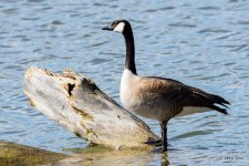 Goose-360.jpg