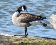 Goose-361.jpg
