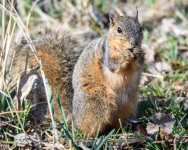 Squirrel-320.jpg