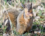 Squirrel-321.jpg