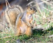Squirrel-322.jpg