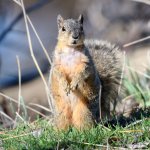 Squirrel-323.jpg