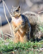 Squirrel-324.jpg