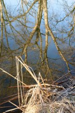 ReflectedTrees-301.jpg