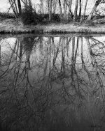 ReflectedTrees-300.jpg