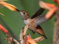 Hummer19.jpg