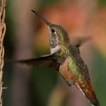 Hummer28.jpg