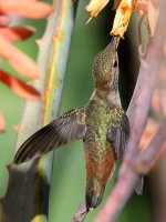 Hummer33.jpg