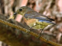 Bluebird2.jpg