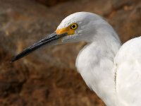 Egret3.jpg