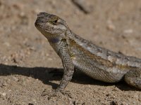 Lizard2.jpg
