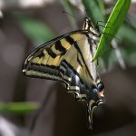 Swallowtail2.jpg