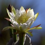 Cactus.jpg