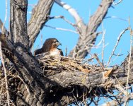 RedtailNest-300.jpg