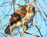 RedTail-340.jpg