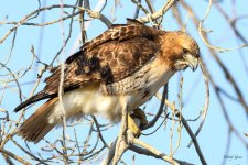 RedTail-341.jpg