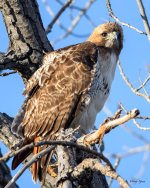 RedTail-343.jpg