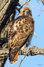 RedTail-344.jpg