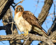 RedTail-346.jpg