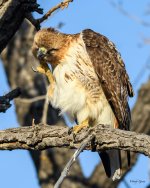 RedTail-347.jpg
