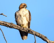 RedTail-349.jpg